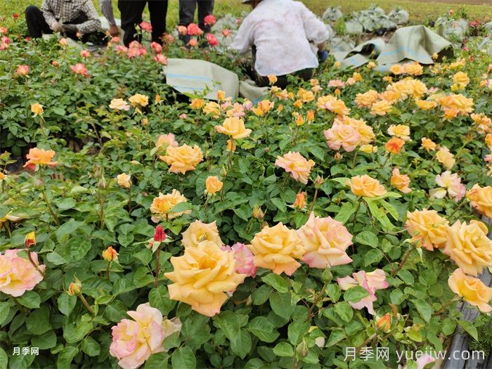 如何種植月季？(圖1)