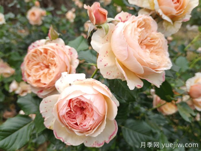 月季推薦，真宙月季(圖1)