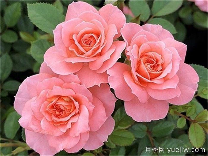 月季推薦，三文魚(yú)陽(yáng)臺月季(圖1)