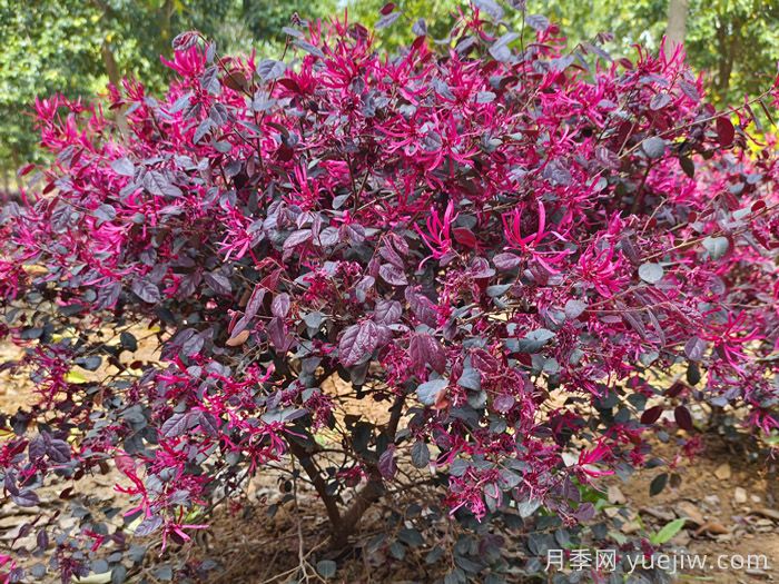 10種寓意富貴長(cháng)壽的花園植物(圖2)