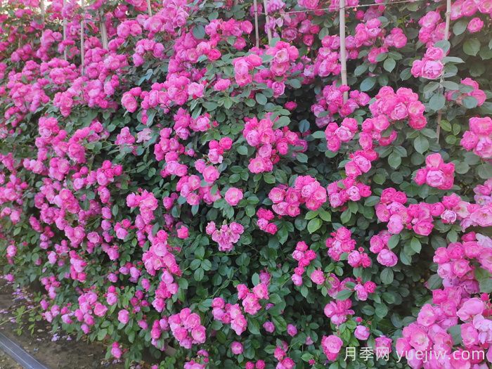 10種寓意富貴長(cháng)壽的花園植物(圖1)