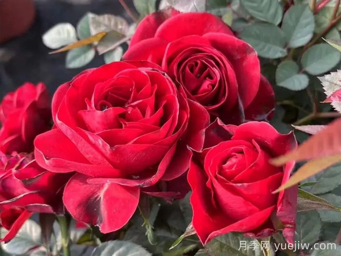 國月月季推薦，中國紅月季(圖1)