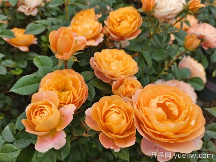 適合新手的6種開(kāi)花機器花卉(圖1)