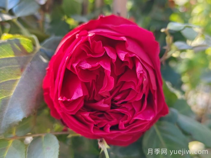 紅龍月季/紅色龍沙寶石月季(圖1)