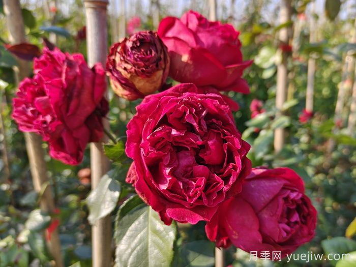 紅龍月季/紅色龍沙寶石月季(圖3)