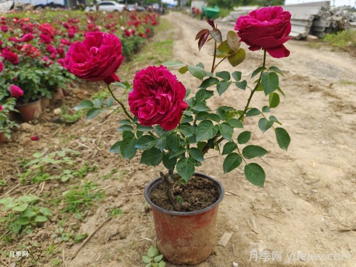 紅龍月季/紅色龍沙寶石月季(圖5)