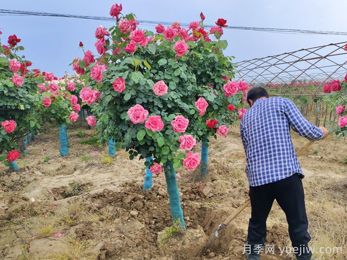 大花月季推薦，粉扇月季(圖2)