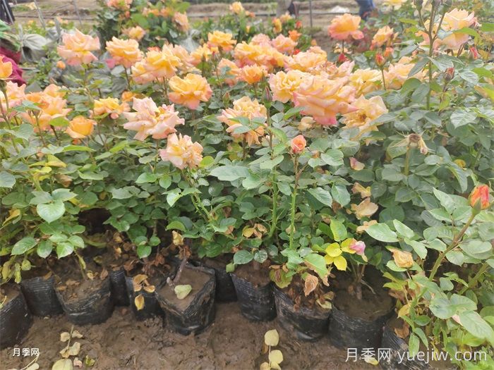 園林苗木從苗圃到工地過(guò)程，教你成為苗木養護專(zhuān)家(圖2)