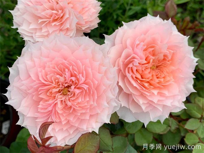 二十種春天必種的開(kāi)花植物(圖1)