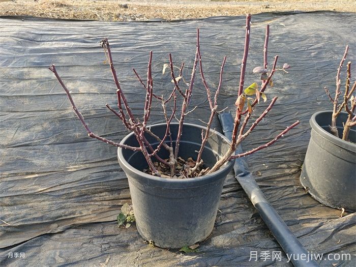 讓植物冬季安然越冬的養護指南(圖1)