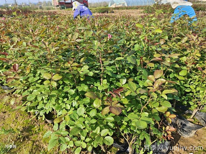 園林綠化工程為什么在春季種植月季？(圖2)