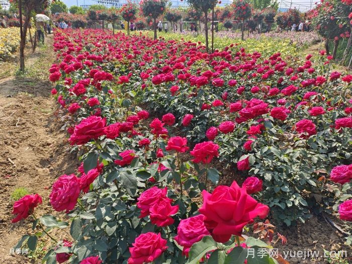 園林綠化工程為什么在春季種植月季？(圖1)