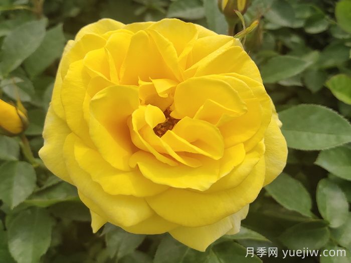 春季有什么適合景區綠化的月季苗品種？(圖3)