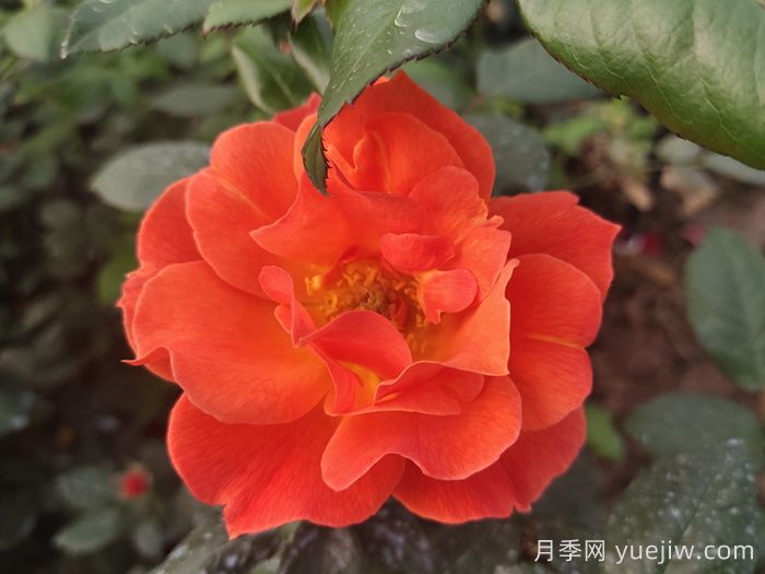 春季有什么適合景區綠化的月季苗品種？(圖4)