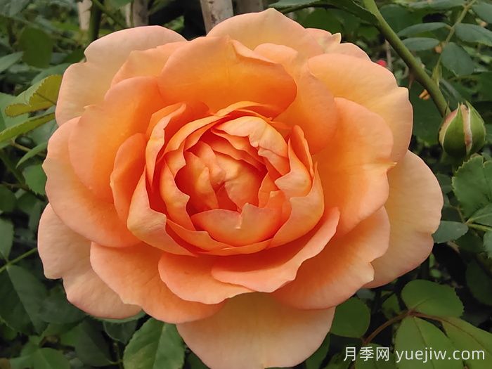 小小月季兩副面孔？推薦優(yōu)秀的可藤可灌月季(圖2)