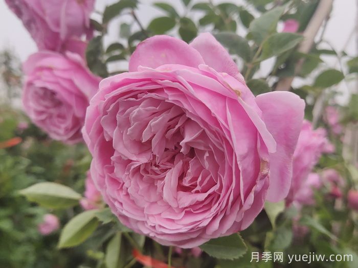 小小月季兩副面孔？推薦優(yōu)秀的可藤可灌月季(圖3)