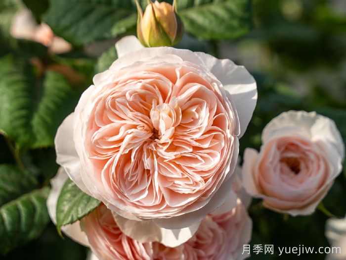 小小月季兩副面孔？推薦優(yōu)秀的可藤可灌月季(圖4)