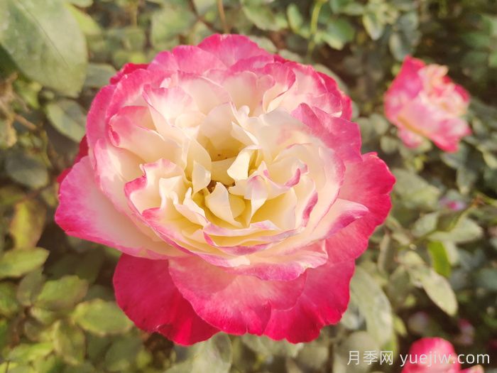 推薦9個(gè)月季品種，花型美開(kāi)花多(圖3)