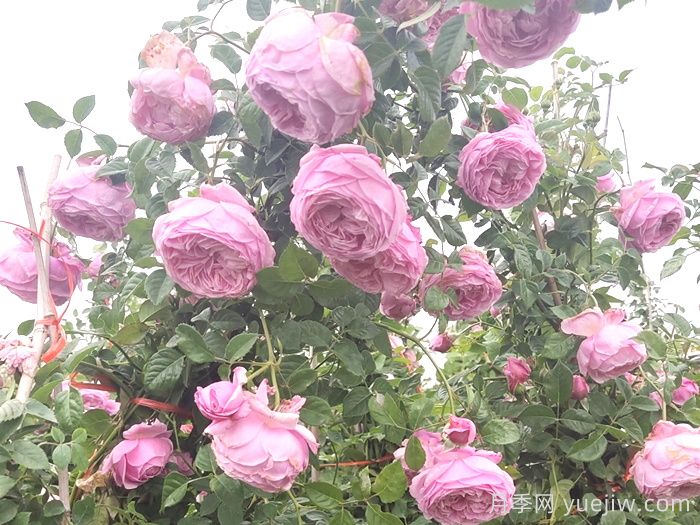 推薦9個(gè)月季品種，花型美開(kāi)花多(圖4)