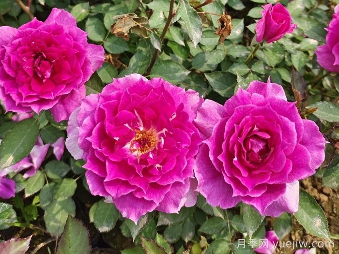 推薦9個(gè)月季品種，花型美開(kāi)花多(圖1)