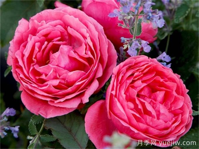 ADR月季推薦，花園公主瑪麗何塞月季(圖1)