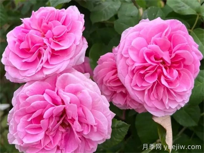國外園丁***愛(ài)的月季調查，每一款都優(yōu)秀(圖3)
