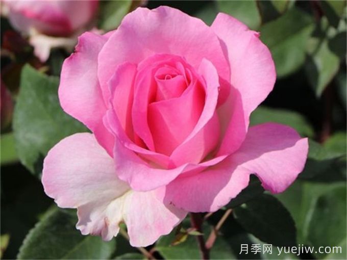 比弗利月季，榮獲全球25個(gè)大獎的優(yōu)秀月季(圖2)