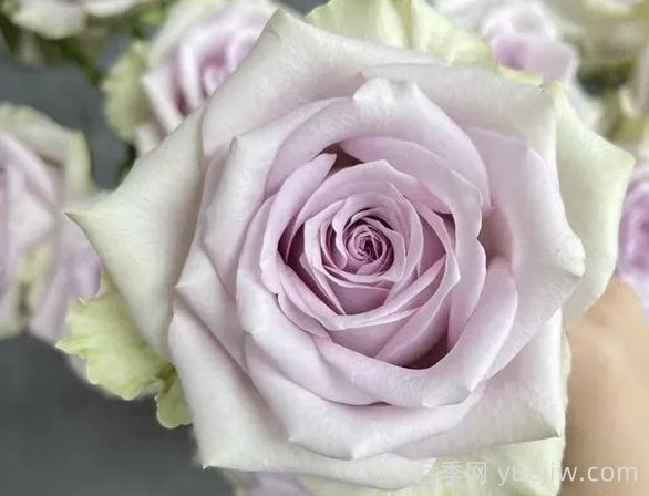 切花月季推薦，海洋之謎月季(圖1)