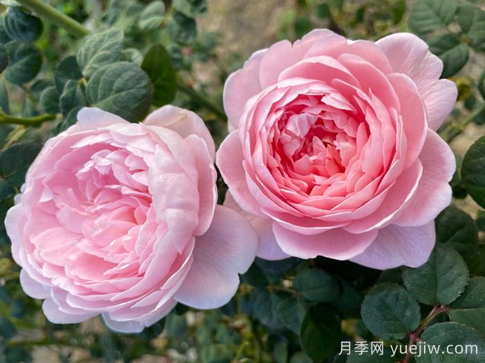 瑞典女王月季，集所有優(yōu)點(diǎn)于一身(圖1)