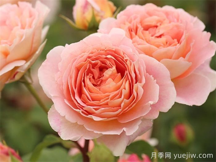 十大耐陰爬藤月季品種有哪些？(圖1)