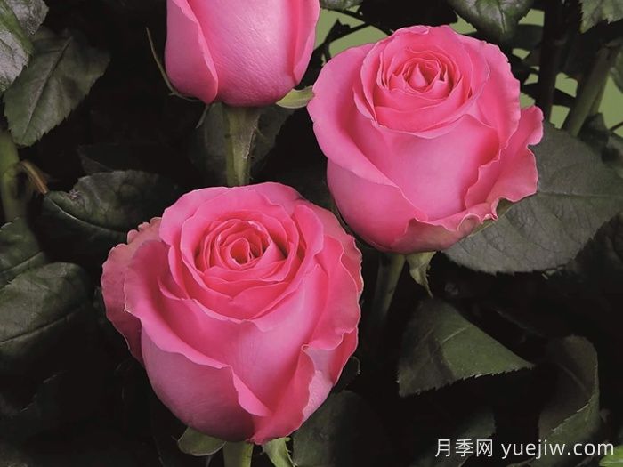 月季推薦，上海夫人月季(圖1)