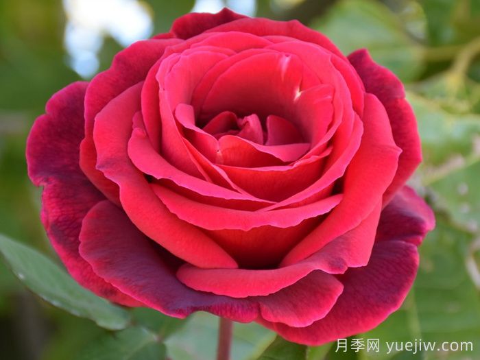 推薦21種濃香紅色月季品種，展示紅玫瑰的魅力(圖2)