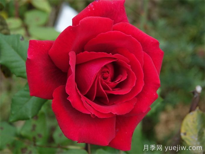 推薦21種濃香紅色月季品種，展示紅玫瑰的魅力(圖3)