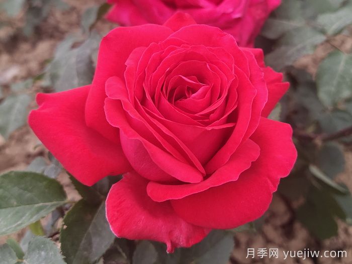 推薦21種濃香紅色月季品種，展示紅玫瑰的魅力(圖4)