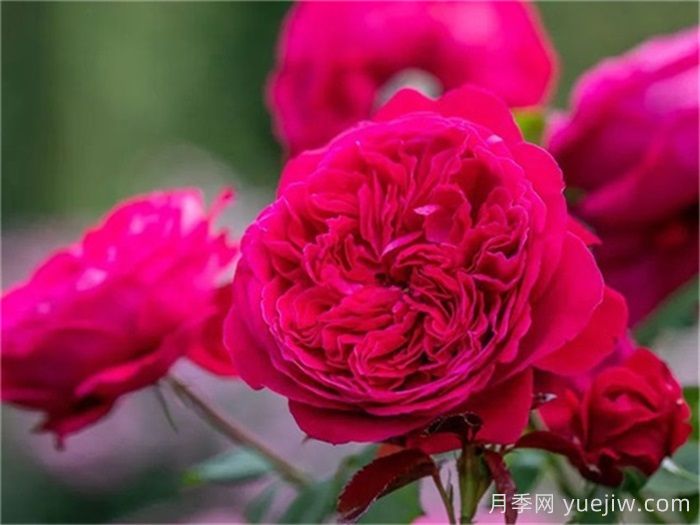 推薦21種濃香紅色月季品種，展示紅玫瑰的魅力(圖5)