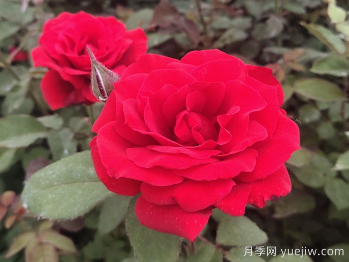 花比臉大月季系列，十個(gè)超大花的月季品種(圖4)