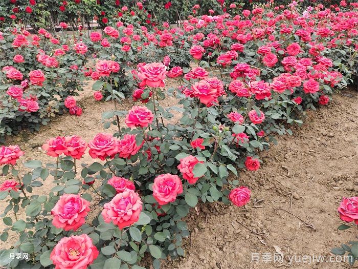 如何快速改善園林綠化種植土壤的結構？(圖1)