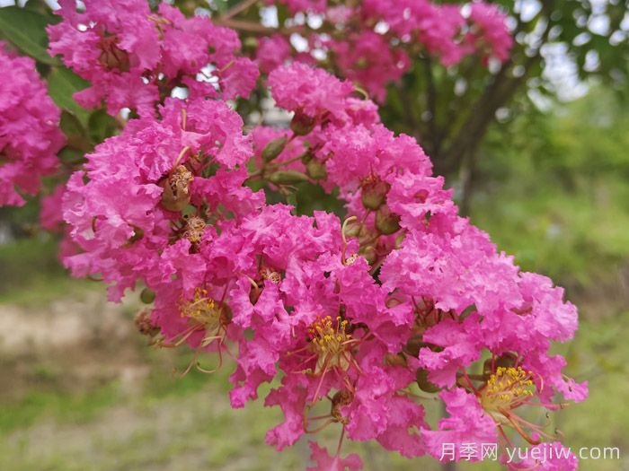 紫荊和紫薇是不是一種花？紫荊和紫薇的花期區別？(圖1)