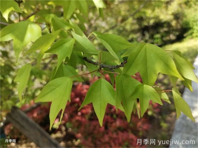 如何分辨三角楓、五角楓、元寶楓、雞爪槭，有圖片(圖1)