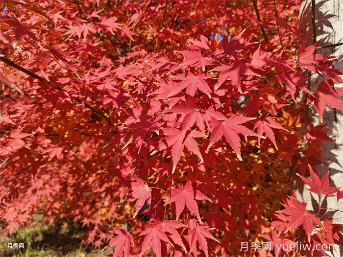 如何分辨三角楓、五角楓、元寶楓、雞爪槭，有圖片(圖5)