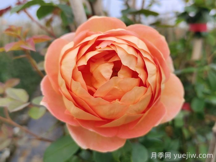 夏洛特夫人月季有什么缺點(diǎn)？(圖1)