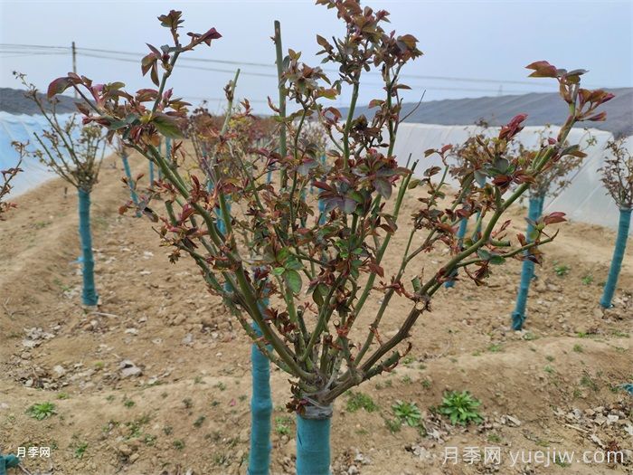 春天月季發(fā)芽期的管理辦法，注意給肥和抹芽(圖1)
