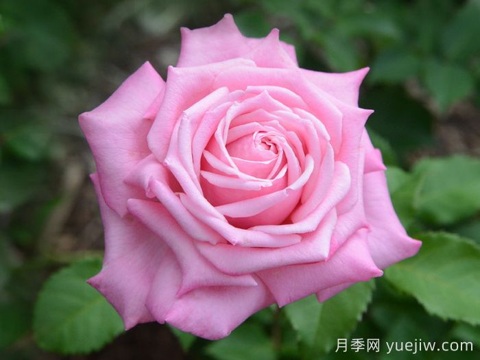 貝琳達之夢(mèng)月季/貝琳達夢(mèng)想(圖1)