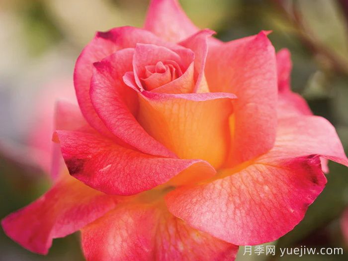 狂歡節月季(圖1)