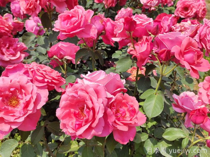 月季成長(cháng)成長(cháng)之路，月季小苗到大苗開(kāi)花的全過(guò)程(圖3)
