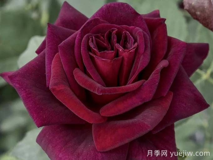 切花暗香月季，濃香版黑巴克(圖1)