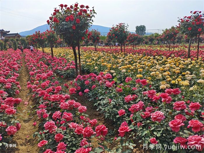 城市公園景觀(guān)園林植物配置應用(圖1)