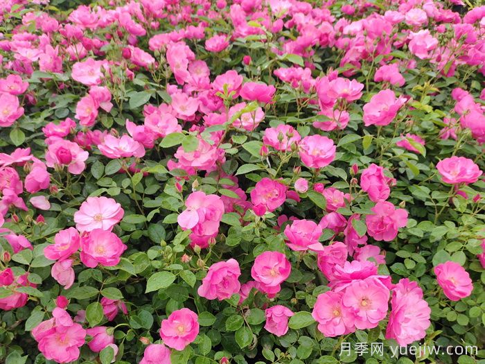 城市公園景觀(guān)園林植物配置應用(圖2)