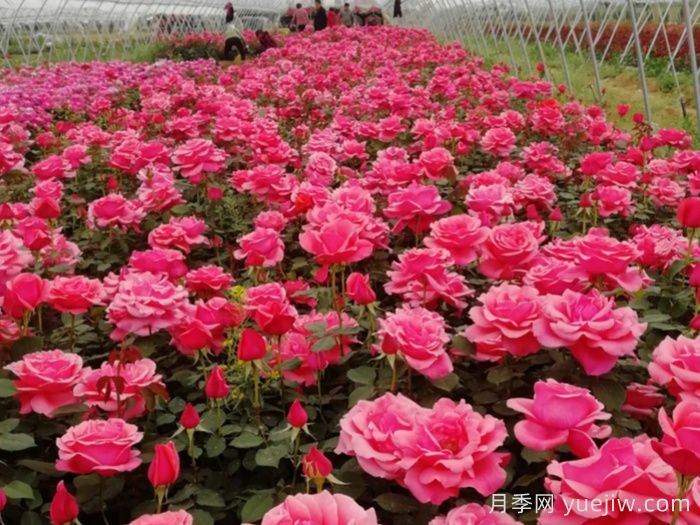 庭院花園春季養護方案(圖1)