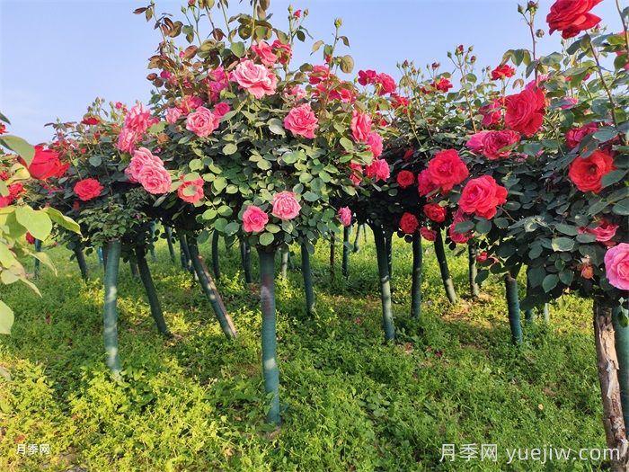 庭院花園春季養護方案(圖2)